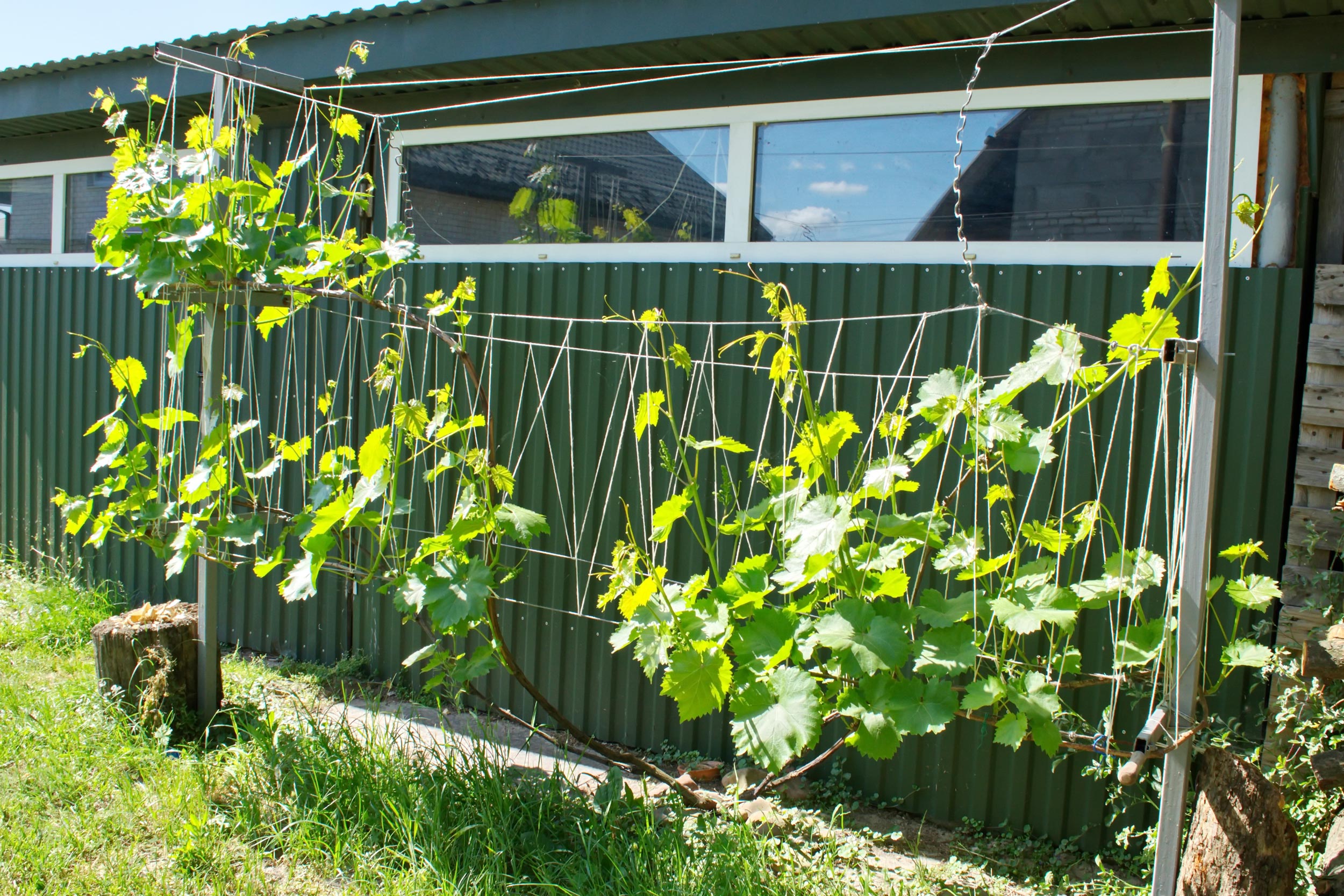 Metalowa pergola ogrodowa pod winogrona – zrób to sam!